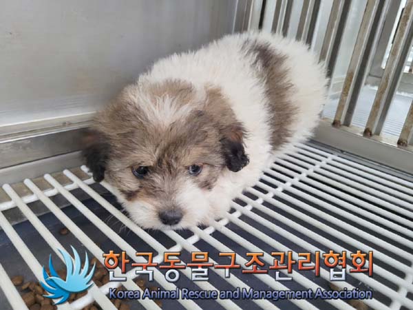 종료(입양) 믹스견…